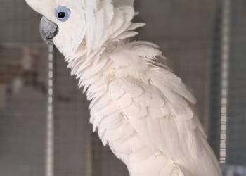 Kakadu niebieskooka (ophthalmica) - dorosły samiec.