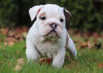 Buldog angielski - suczka