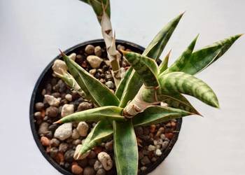 Sansevieria ballyi Minnie roślina kolekcjonerska miniatura rzadkość