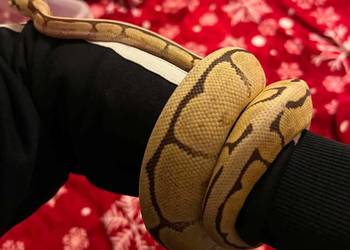 Python regius samica vanilla spider