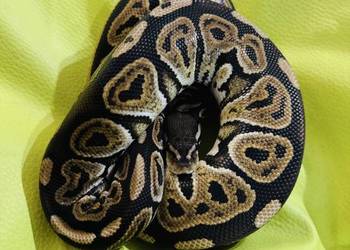 Samica Pyton Królewski Black pastel pied