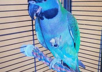 Aleksandretta Chińska na SPRZEDAŻ