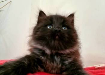 Maine Coon XXL