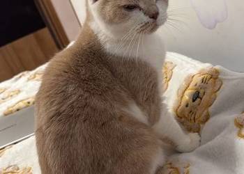 Kotka brytyjska za darmo