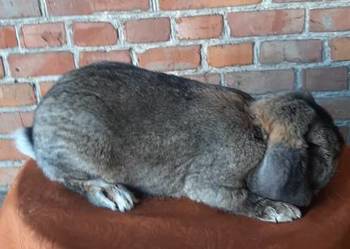 Samiec baran francuski szary