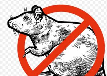 Deratyzacja Deratyzacja