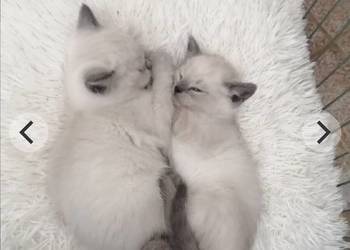 Kot Brytyjski Kotka Point