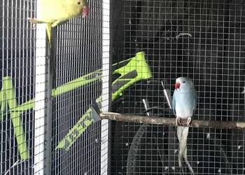 Aleksandretty niebieski G/O 2023