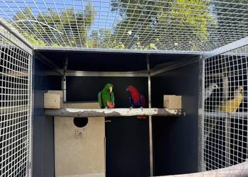 Lory