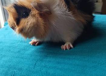 Świnki morskie młode 3.5 tygodniowe