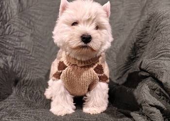 Wzorcowe mega gęsty włos Westy Westie West hignland white terrier