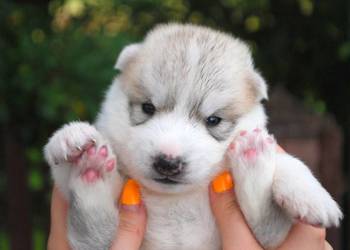 Hodowla Siberian Husky, szczenięta ZKwP/FCI