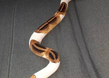 Wąż zbożowy Piebald Samica