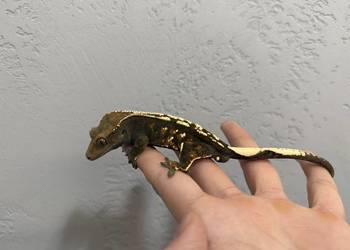 Gekon orzęsiony, cappucino