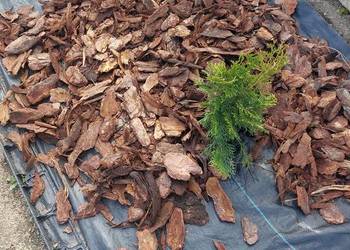 Kora sosnowa Ziemia uniwersalna Torf Kompost Obornik