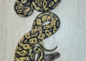 Pytony Królewskie cb 26
