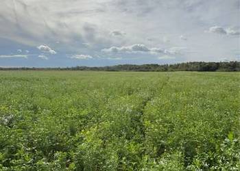 Szukam gruntów rolnych do dzierżawy lub kupna