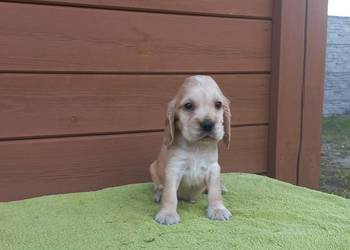Cocker Spaniel Angielski Piesek Nosek czarny