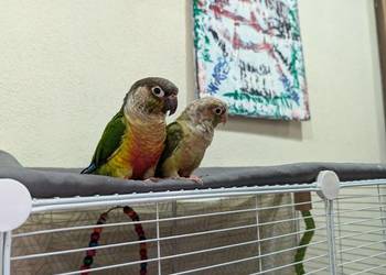 Papugi rudosterki z pełnym wyposażeniem