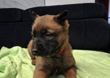 Owczarek Belgijski Malinois Szczeniaki