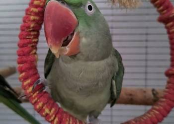 Aleksandretta większa Samica 5 lat nie lata