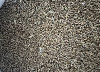 Sprzedam zboże pszenica , mieszanka jara owies z jęczmieniem, pszenżyto