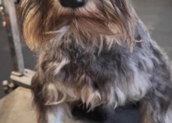 Sznaucer miniaturowy pieprz i sól