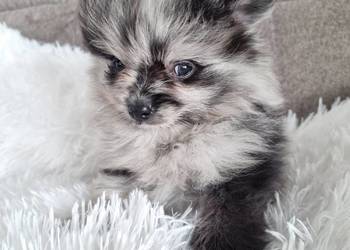 Szpic miniaturowy szczenięta