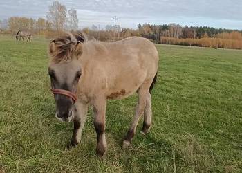 Koniki Polski ogierek