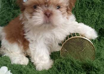 GOTOWY DO ODBIORU piękny piesek rasy Shih-Tzu