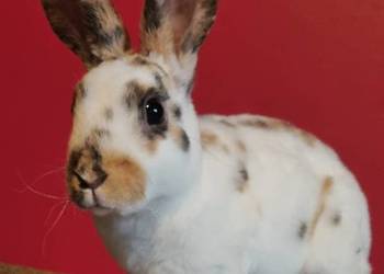 Królik Mini Rex trójbarwny