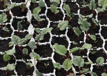 Oczka rabarbaru malinowego