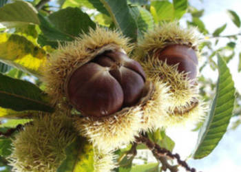 KASZTAN JADALNY Castanea sativa - NASIONA 16 sztuk - 100g. KASZTAN JADALNY Castanea sativa - NASIONA 16 sztuk - 100g.