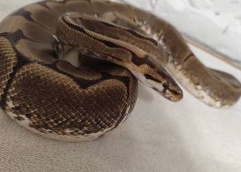 Dorosła samica Spider