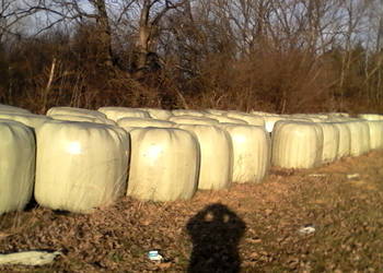 Sianokiszonka ekologiczna Sianokiszonka ekologiczna