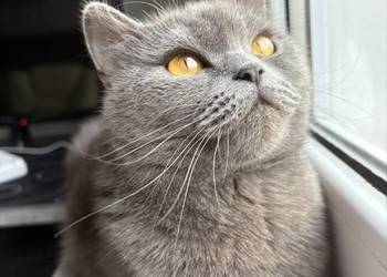 Kot brytyjski z rodowodem