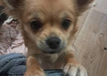 Szczeniak  chihuahua