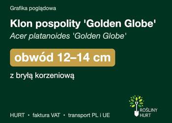 Klon pospolity 'Golden Globe' obwód 12-14 cm, z bryłą – HURT