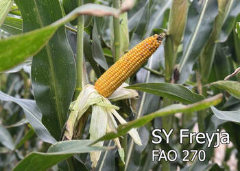 Nasiona kukurydza SY Freyja FAO