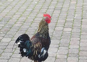 Koguty zargodowe i koguty liliputki