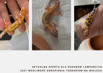 Gekony Lamparcie Unikaty