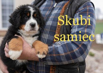 Szczeniaki Berneński Pies Pasterski Podlasie, okolice Suwałk