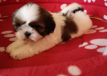 Shih Tzu Szczenięta  - Biało Czarne, Tricolor - odbiór od 28 sierpnia