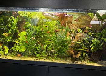 Sprzedam zestaw akwarium plus szafka plus życie