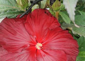 Hibiskus bagienny