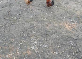 Kogutki małe i srednie