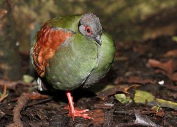 Kuropatwa koroniasta