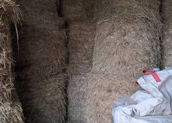 Słoma i siano w belach