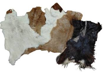 PAKIET SKÓR Kozich 5 Sztuk Skóry kozie 2 Klasa WYPRZEDAŻ Skóra z Kozy