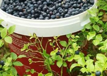Jagody świeże codziennie zbierane Mniów okolice